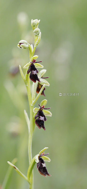 蝇兰(Ophrys entomtifera)